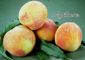 July Elberta peach